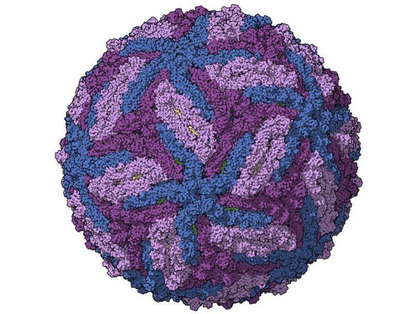 Clostridium Propionicum