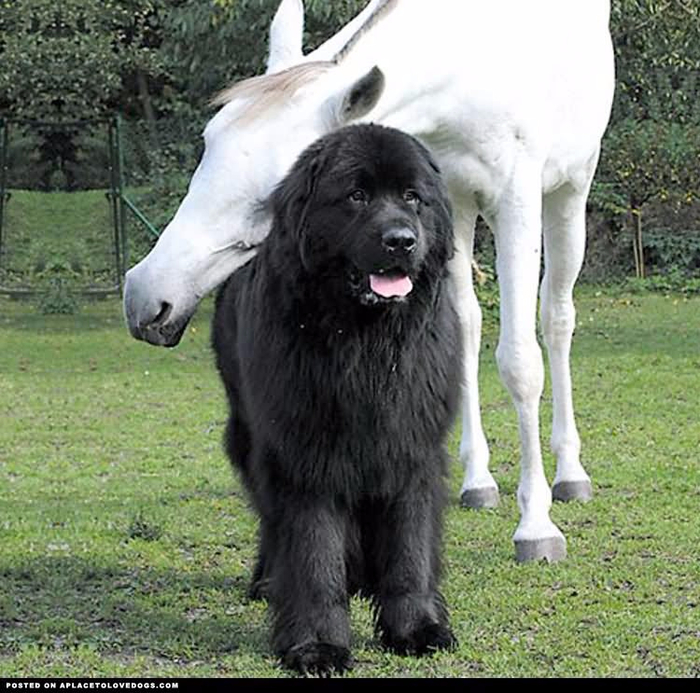 Black-Newfoundland-Dog-With-Pony (700x693, 459Kb)