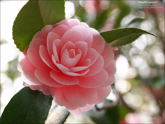 camellia-japonica (700x525, 321Kb)