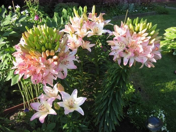 lilii-2 (700x525, 514Kb)