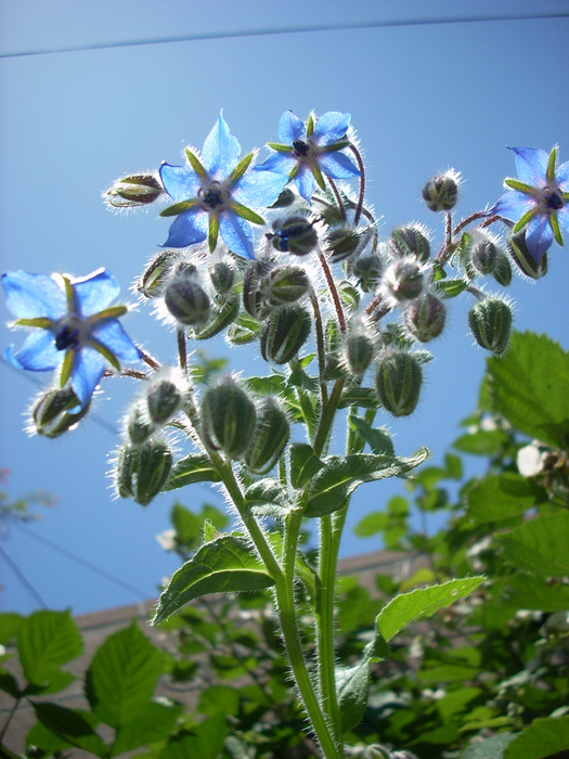 Blue_borage_flowers_2526205868_6b35bbac29_b (525x700, 213Kb)