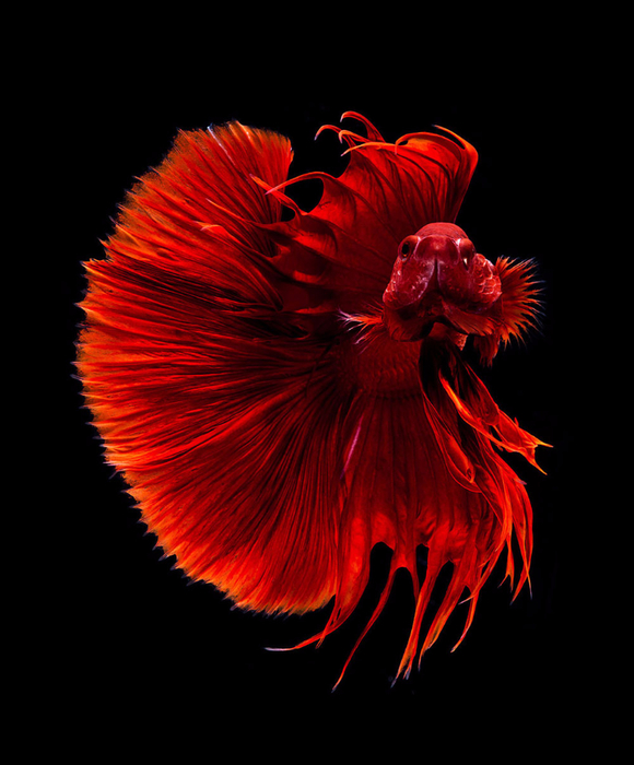 visarute-angkatavanich-goldfish-03 (580x700, 301Kb)