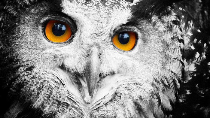 75280271 (700x393, 93Kb)