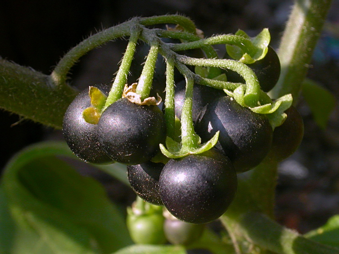 2210_b4bb0703 (700x525, 415Kb)