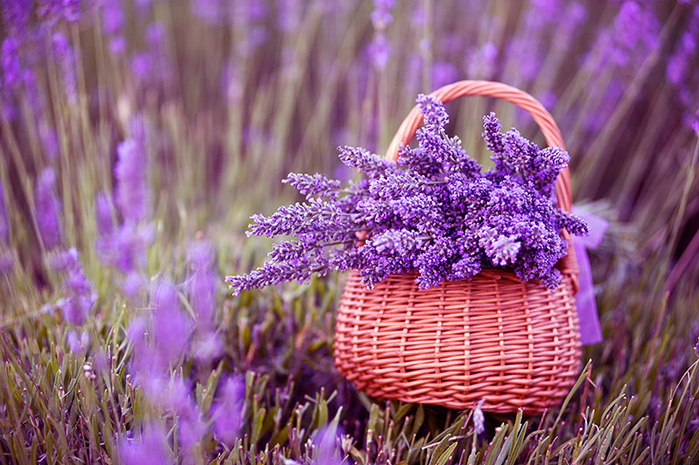 lavanda (800x565, 474Kb)