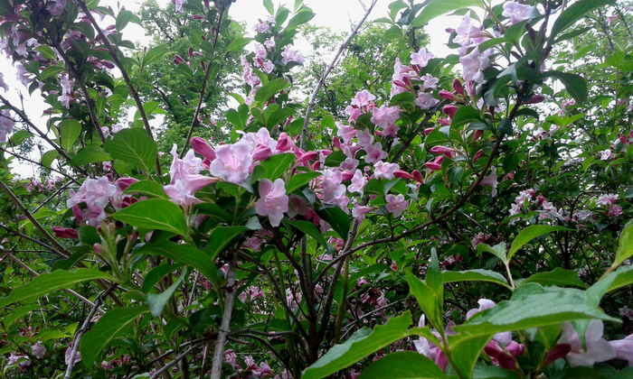 20160528_191748 (800x520, 517Kb)