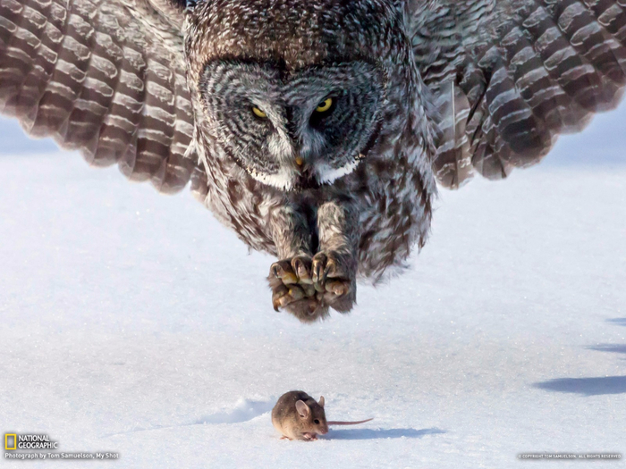1367320042_10-owl-and-mouse-minnesota (700x525, 383Kb)