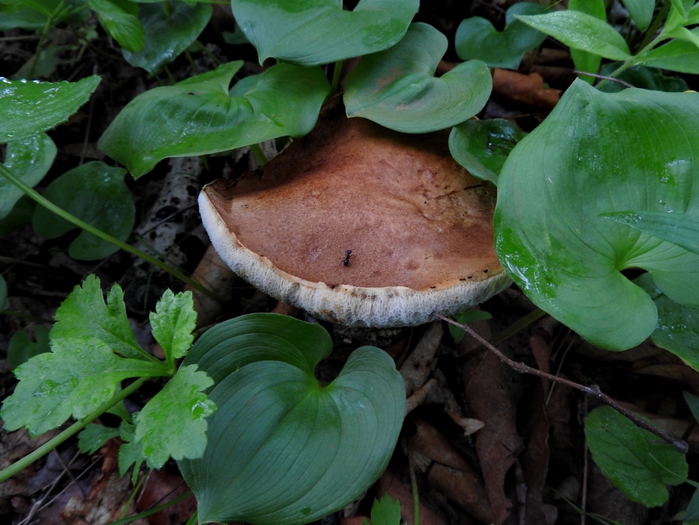 5559494_DSCN5153 (700x525, 271Kb)