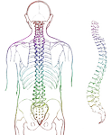 spine-257870_540- (123x150, 38Kb)