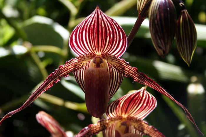4. Gold of Kinabalu Orchid (700x467, 55Kb)