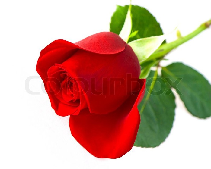  /5186405_1630190singleredroseflowerisolatedonwhitebackground (700x561, 47Kb)