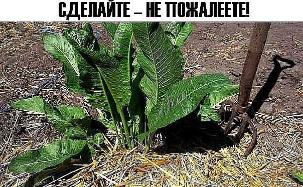 image (604x373, 126Kb)