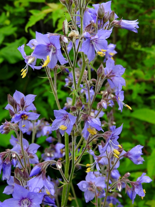 5559494_DSCN5211 (525x700, 310Kb)