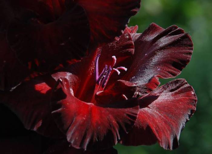 gladiolus4 (700x511, 31Kb)