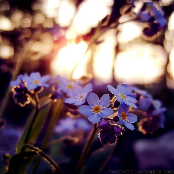1fAKR40XYvc (600x600, 58Kb)