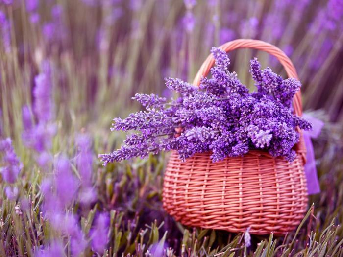 Beautiful-Lavender-Flowers-20084_357235_1024x768 (700x525, 65Kb)