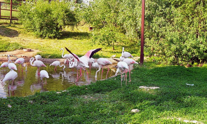 Экскурсия Знакомство С Птицами Парка 7 Класс