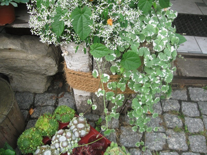 germ 032 (700x525, 460Kb)