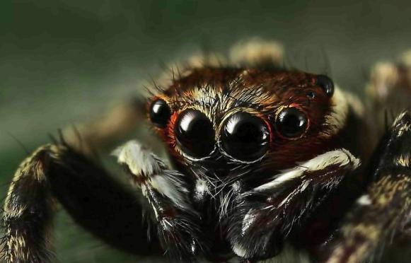 2642543_payk_glaza (581x372, 29Kb)