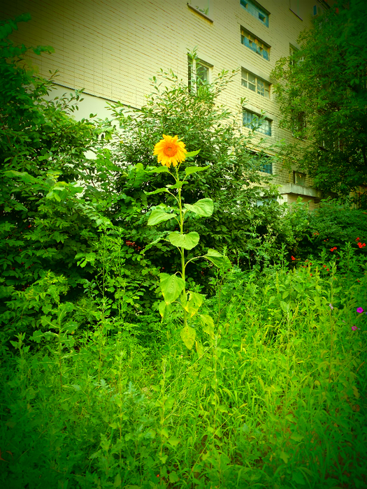 FSCN4753 (525x700, 723Kb)