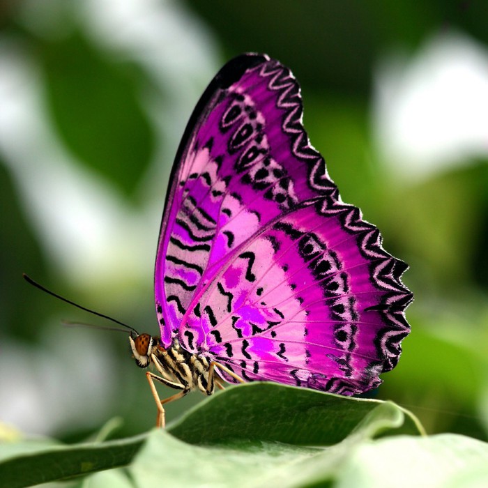 vlinder-paars-1024x1024 (700x700, 102Kb)