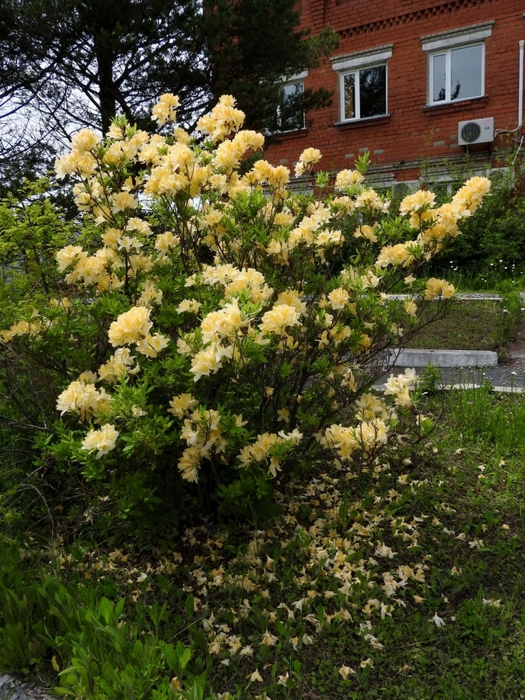 5559494_DSCN4501 (525x700, 381Kb)