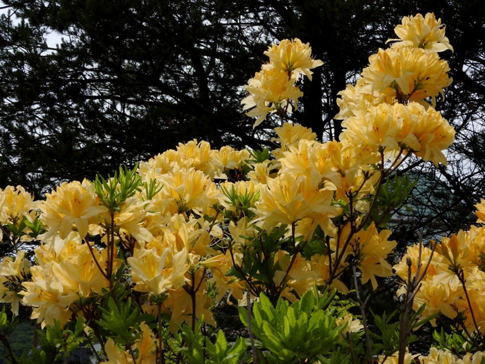 5559494_DSCN4505 (700x525, 367Kb)