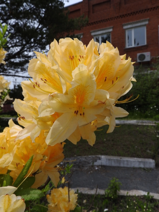 5559494_DSCN4504 (525x700, 251Kb)