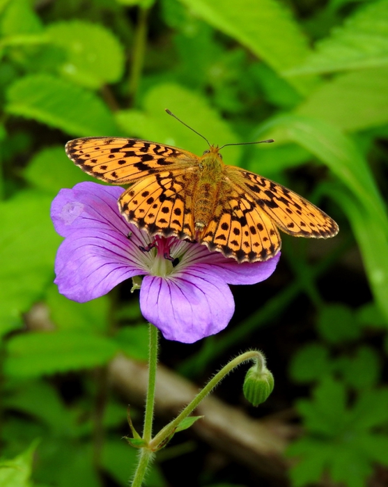 5559494_DSCN5624 (557x700, 244Kb)