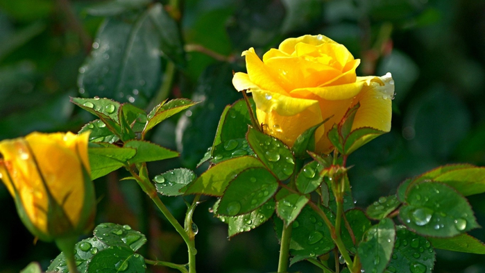 природа желтая роза цветы скачать