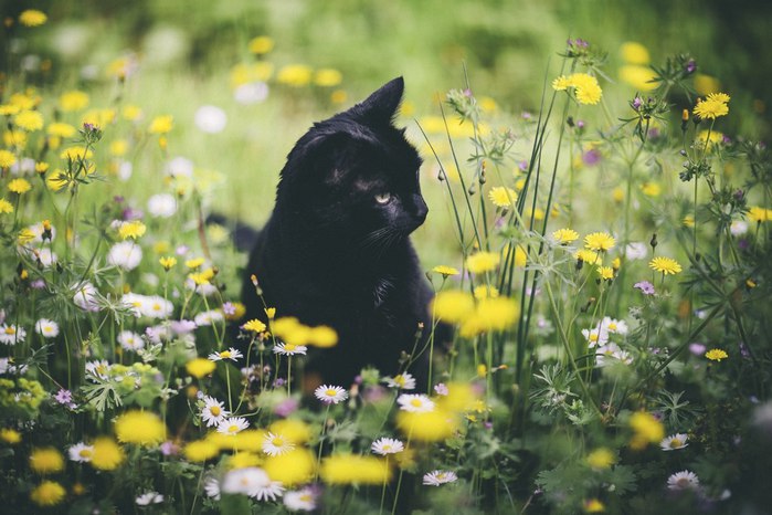 черная кошка цветы трава без смс
