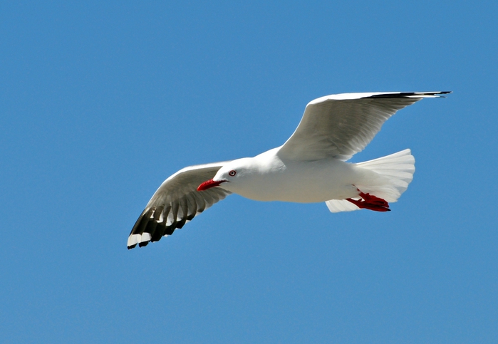4514057_Animals___Birds_____Seagull_in_flight_088076_ (700x483, 169Kb)