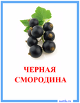  kartochki_frukti_ovoschi_smorodina_chernaya (500x643, 156Kb)