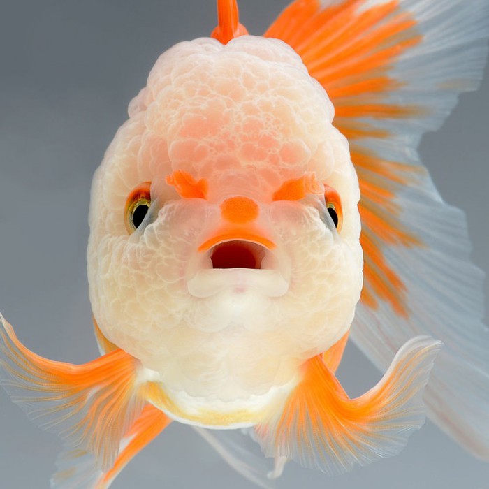 visarute-angkatavanich-goldfish-011 (700x700, 68Kb)