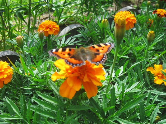 k summer 014 (700x525, 512Kb)