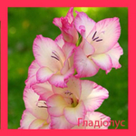  gladiolus_387_387_90 (387x387, 133Kb)