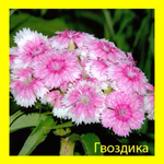  gvozdyka_387_387_90 (387x387, 160Kb)