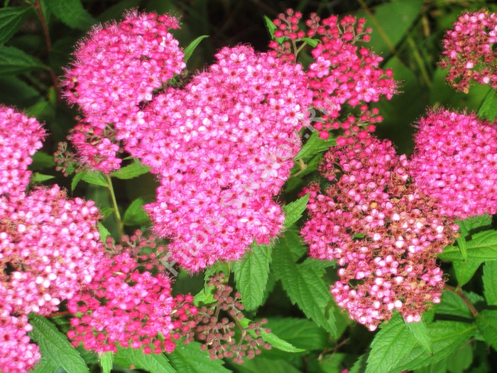 2222299_spiraea_japon (700x525, 514Kb)