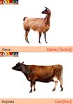  корова+лама (489x700, 174Kb)