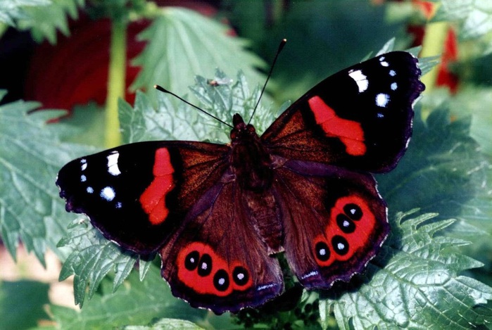 red-admiral (700x469, 116Kb)