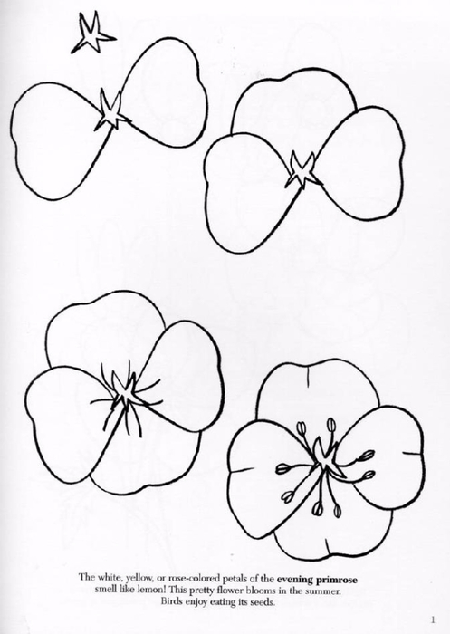 Библиотека: How to Draw Flowers. Как нарисовать цветы. . Обсуждение на