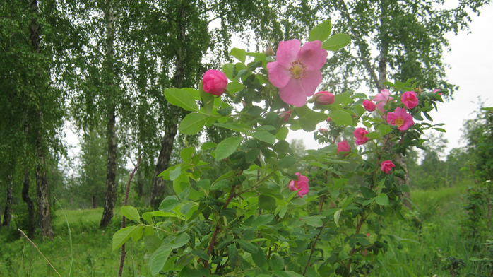 IMG_7867 (700x392, 460Kb)