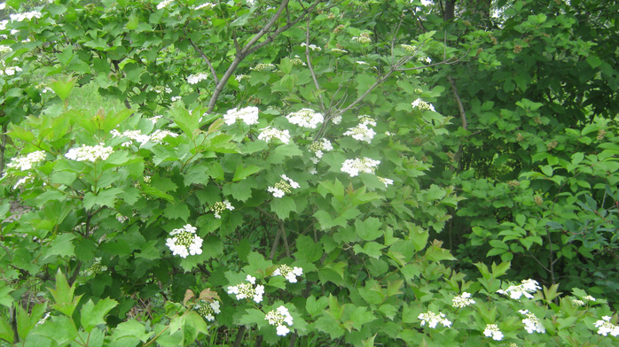IMG_7870 (700x392, 484Kb)