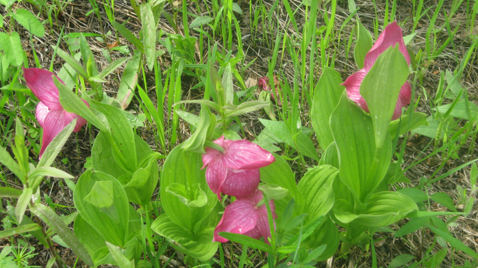 IMG_7903 (700x392, 468Kb)