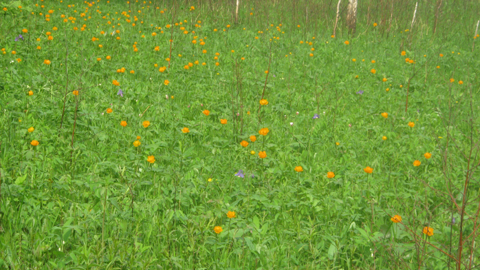 IMG_7904 (700x392, 474Kb)