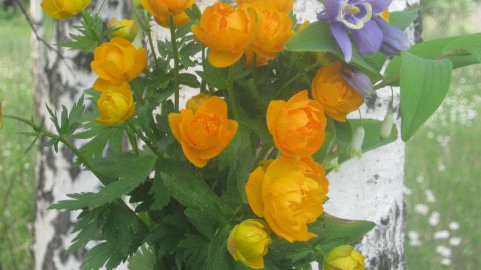 IMG_7923 (700x392, 367Kb)
