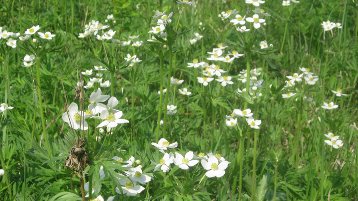 IMG_7931 (700x392, 434Kb)