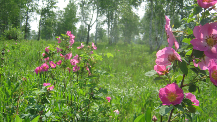 IMG_7939 (700x392, 446Kb)