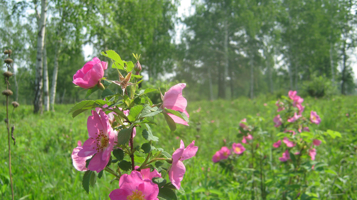 IMG_7940 (700x392, 399Kb)