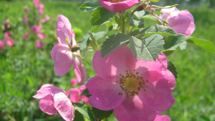 IMG_7941 (700x392, 340Kb)